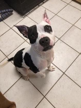 Enlarge Hickory, a Adoptable mixed breed in St. Anne, IL image 2/2