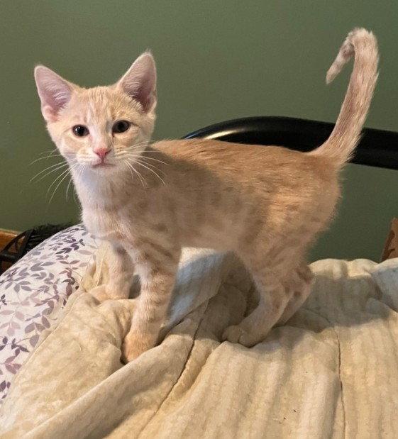Flit, Adoptable, Kitten Male Domestic Short Hair & Tabby.