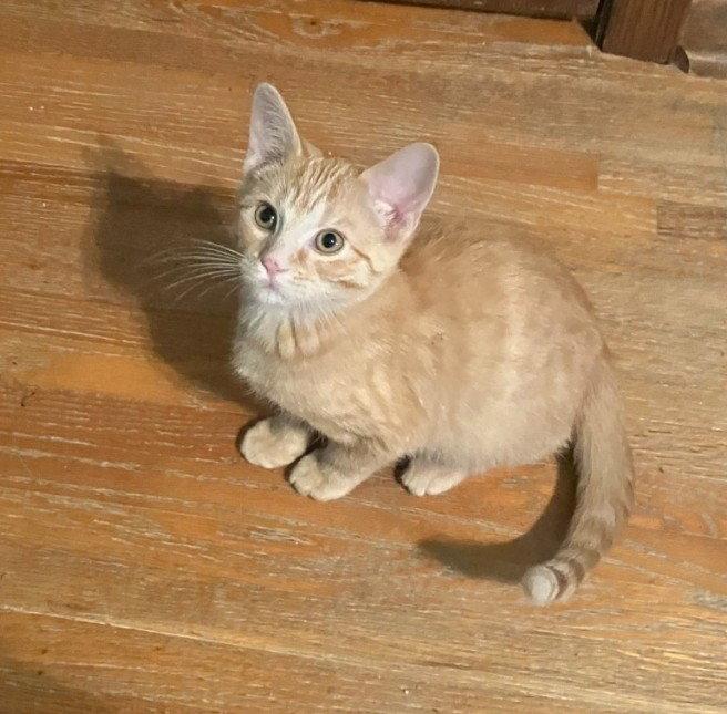 Enlarge Flit, a Adoptable mixed breed in Forest Lake, MN image 2/3