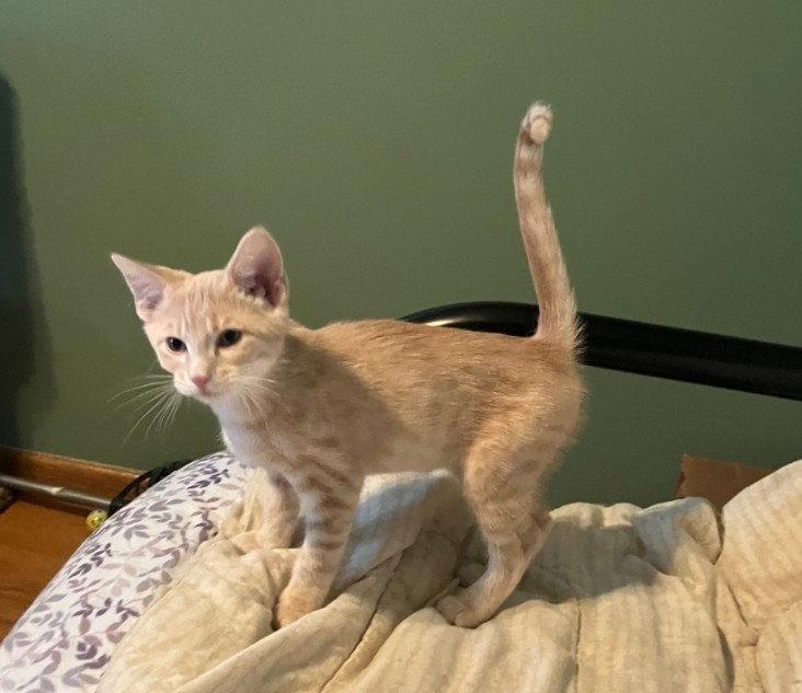 Enlarge Flit, a Adoptable mixed breed in Forest Lake, MN image 3/3