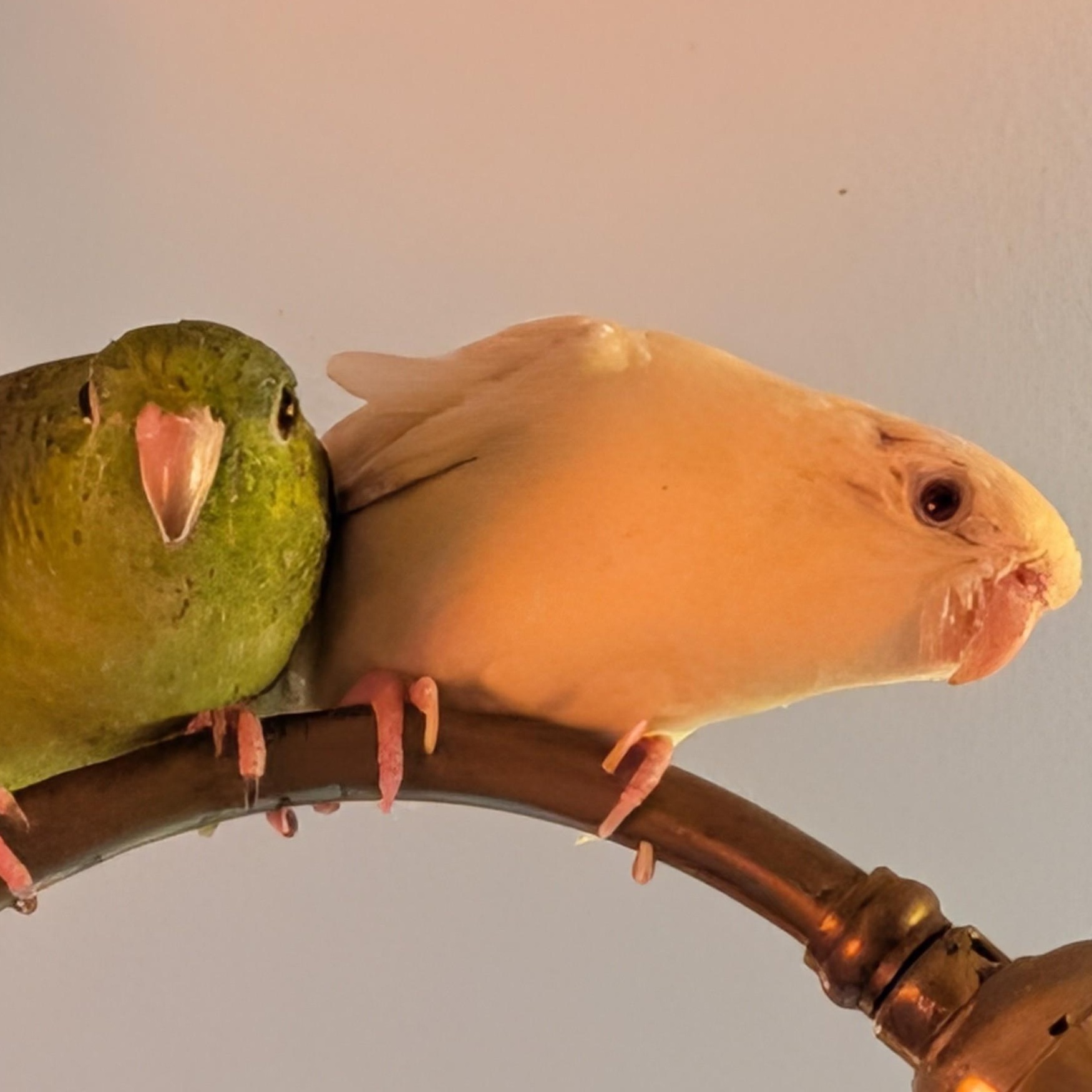 Apples(green) & Bananas(yellow) bonded parakeets, Adoptable, Adult Unknown Parakeet (Other).