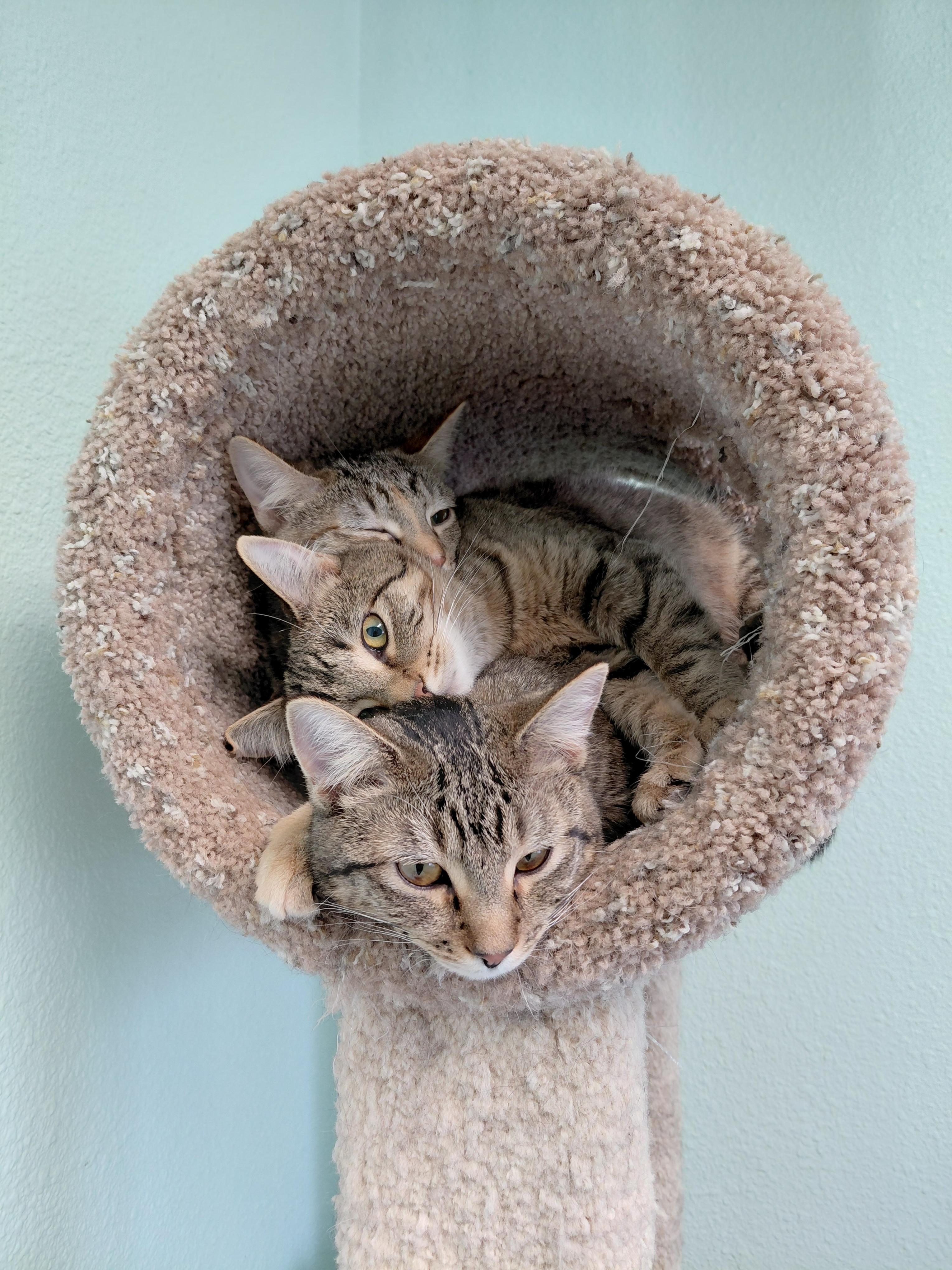 Enlarge Mouse, a Adoptable Domestic Short Hair in Libby, MT image 5/5