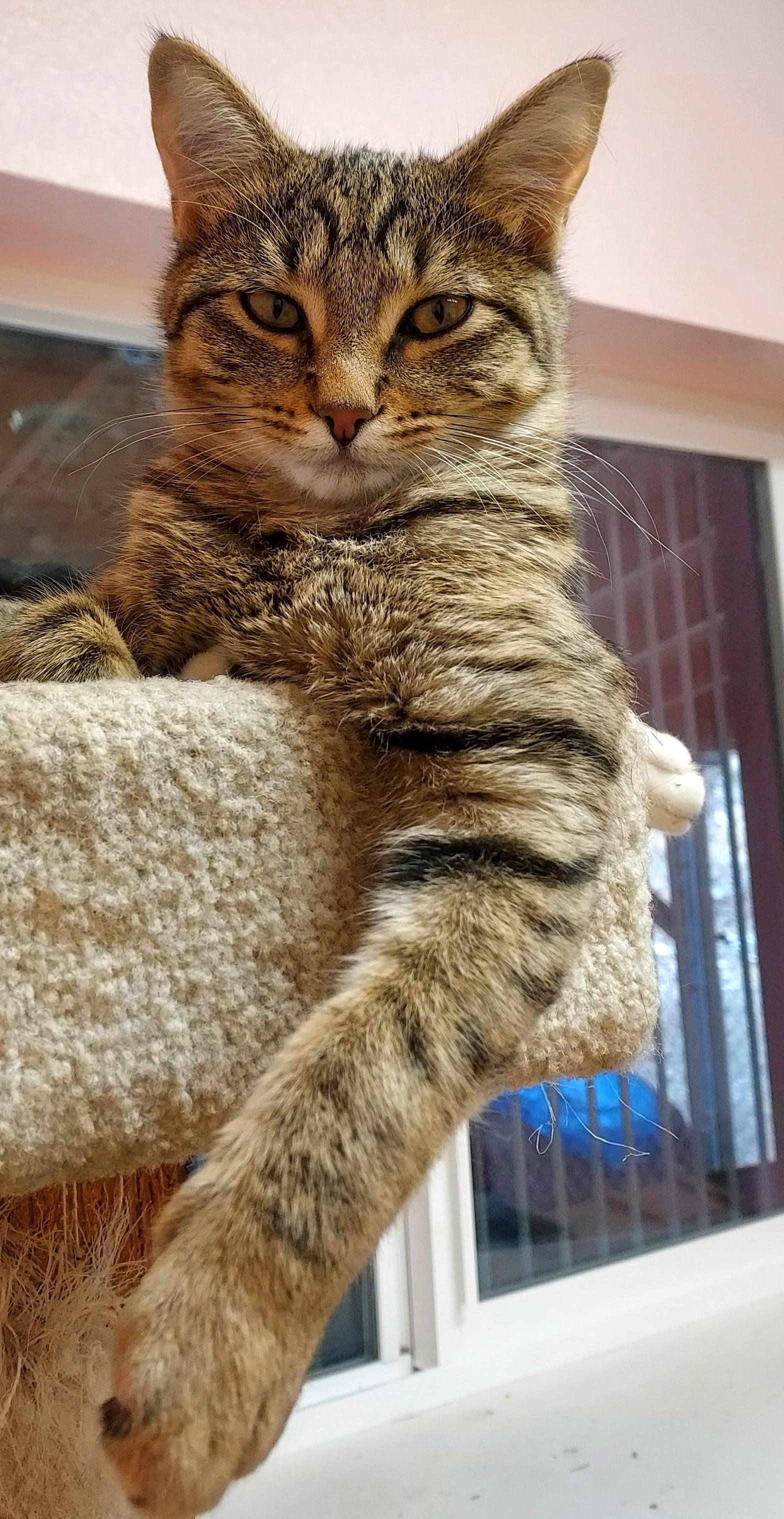 Enlarge Mouse, a Adoptable Domestic Short Hair in Libby, MT image 1/3