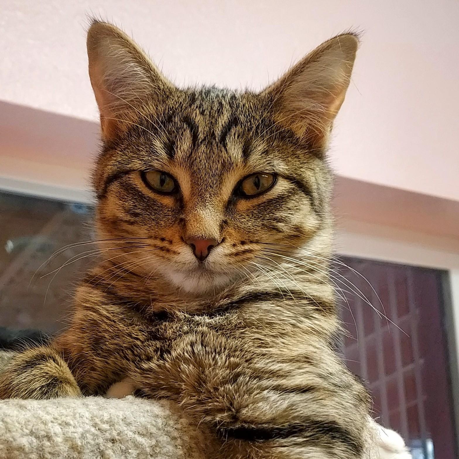 Mouse, a Adoptable Domestic Short Hair in Libby, MT image 2/6