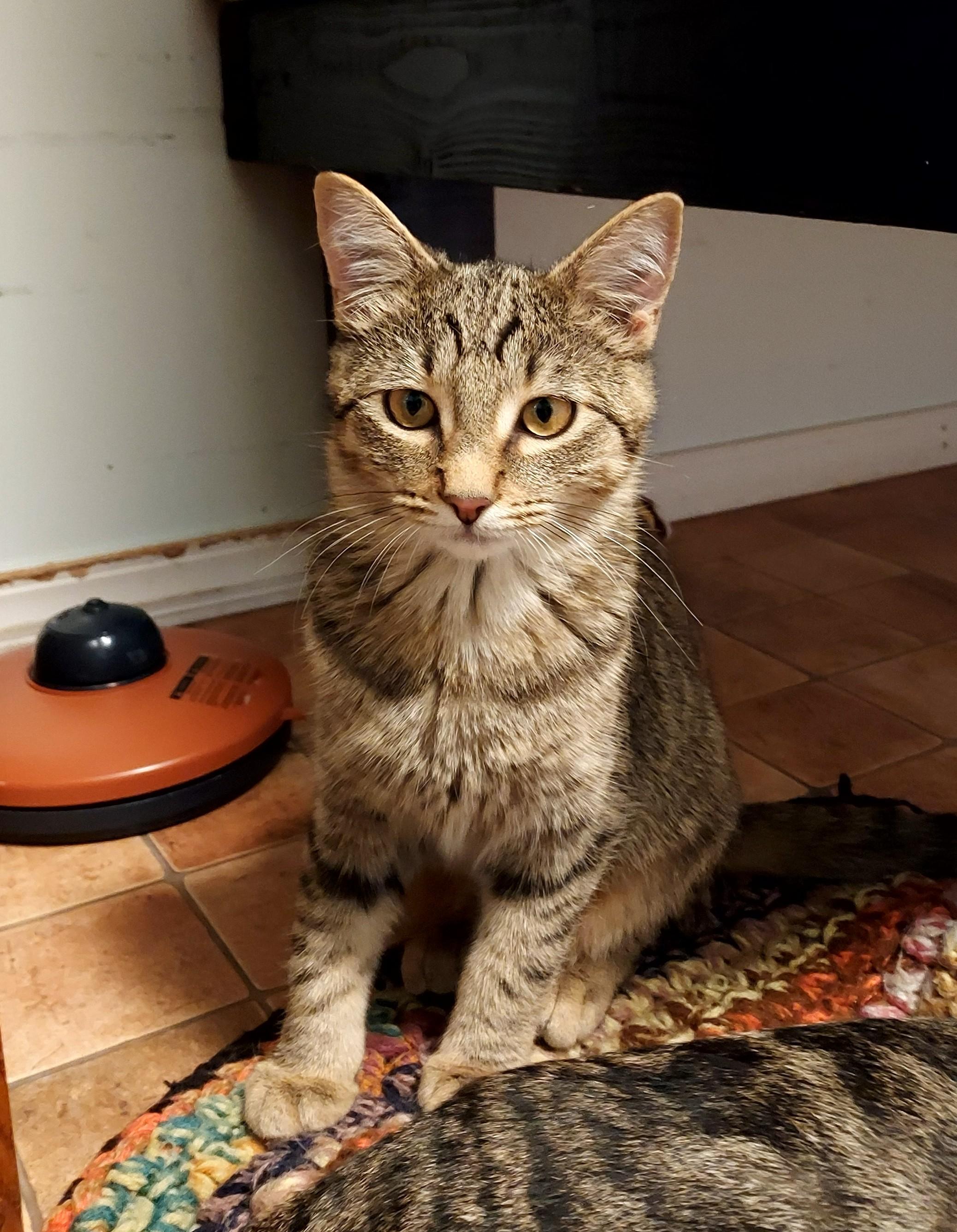 Enlarge Mouse, a Adoptable Domestic Short Hair in Libby, MT image 4/5