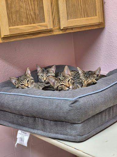 Enlarge Mouse, a Adoptable Domestic Short Hair in Libby, MT image 2/3