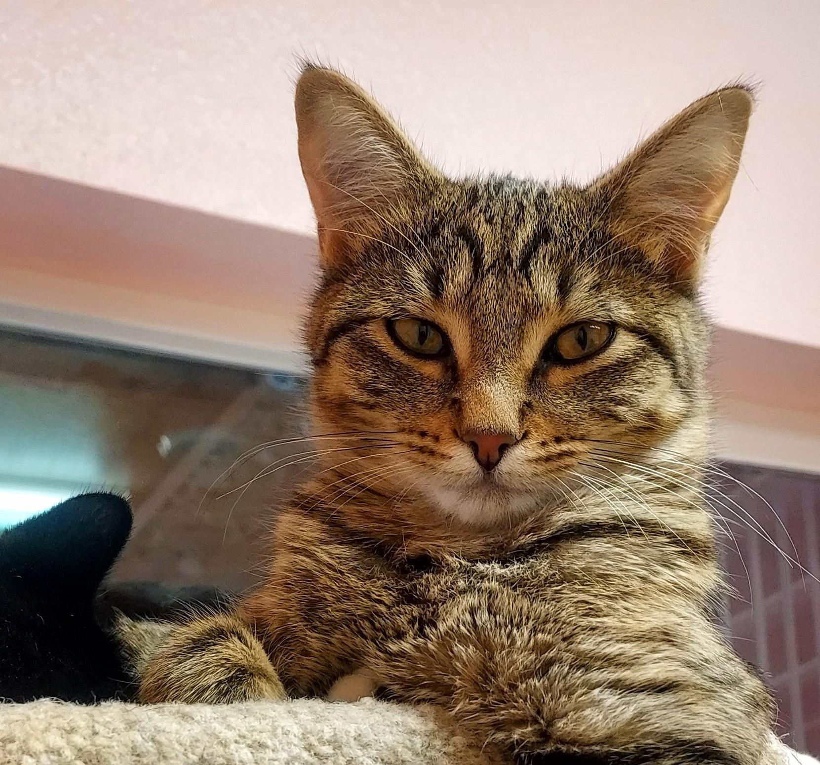 Mouse, Adoptable, Young Female Domestic Short Hair.
