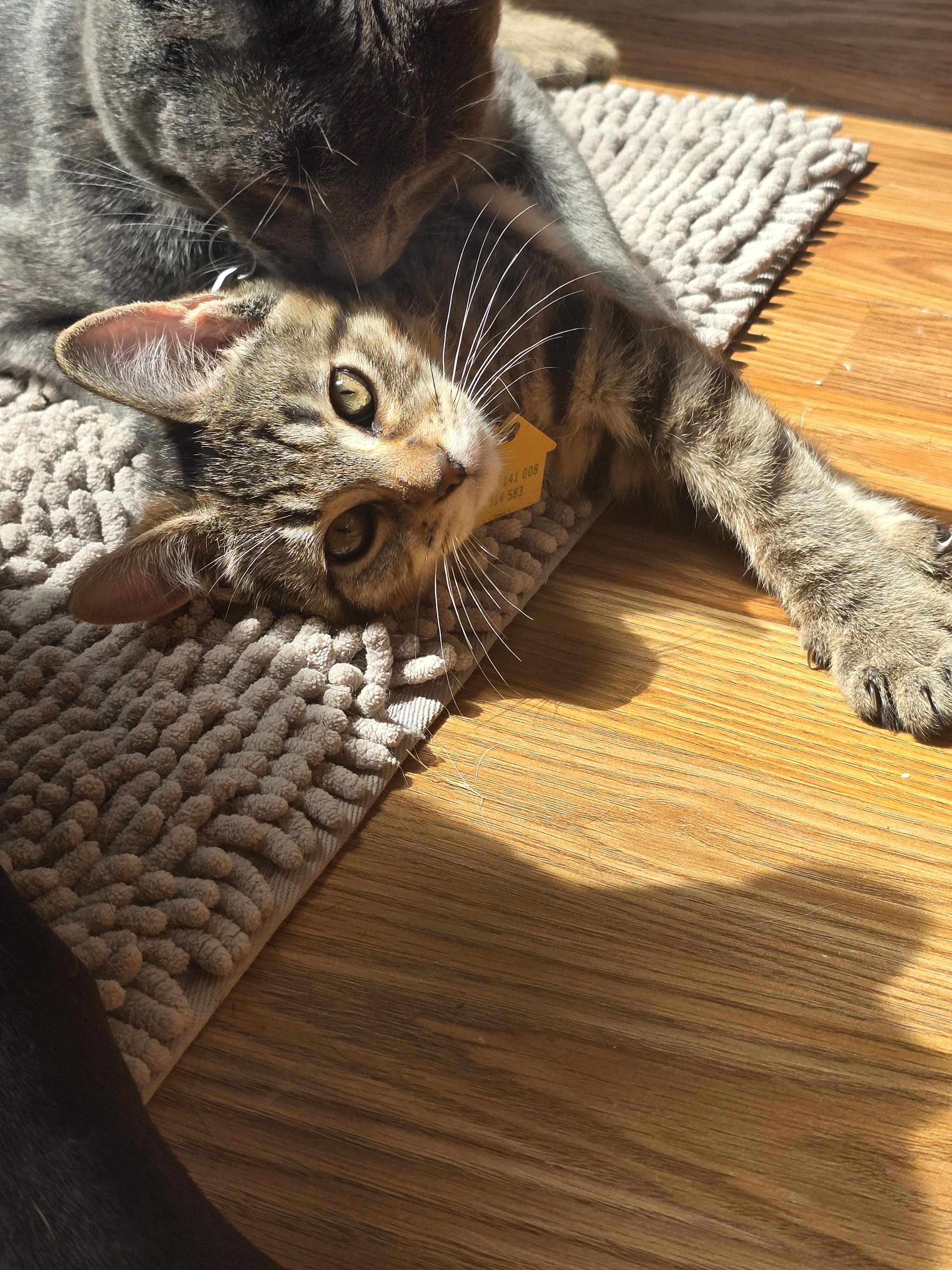 Enlarge Wacko, a ADOPTABLE Domestic Short Hair in Portland, OR image 1/5