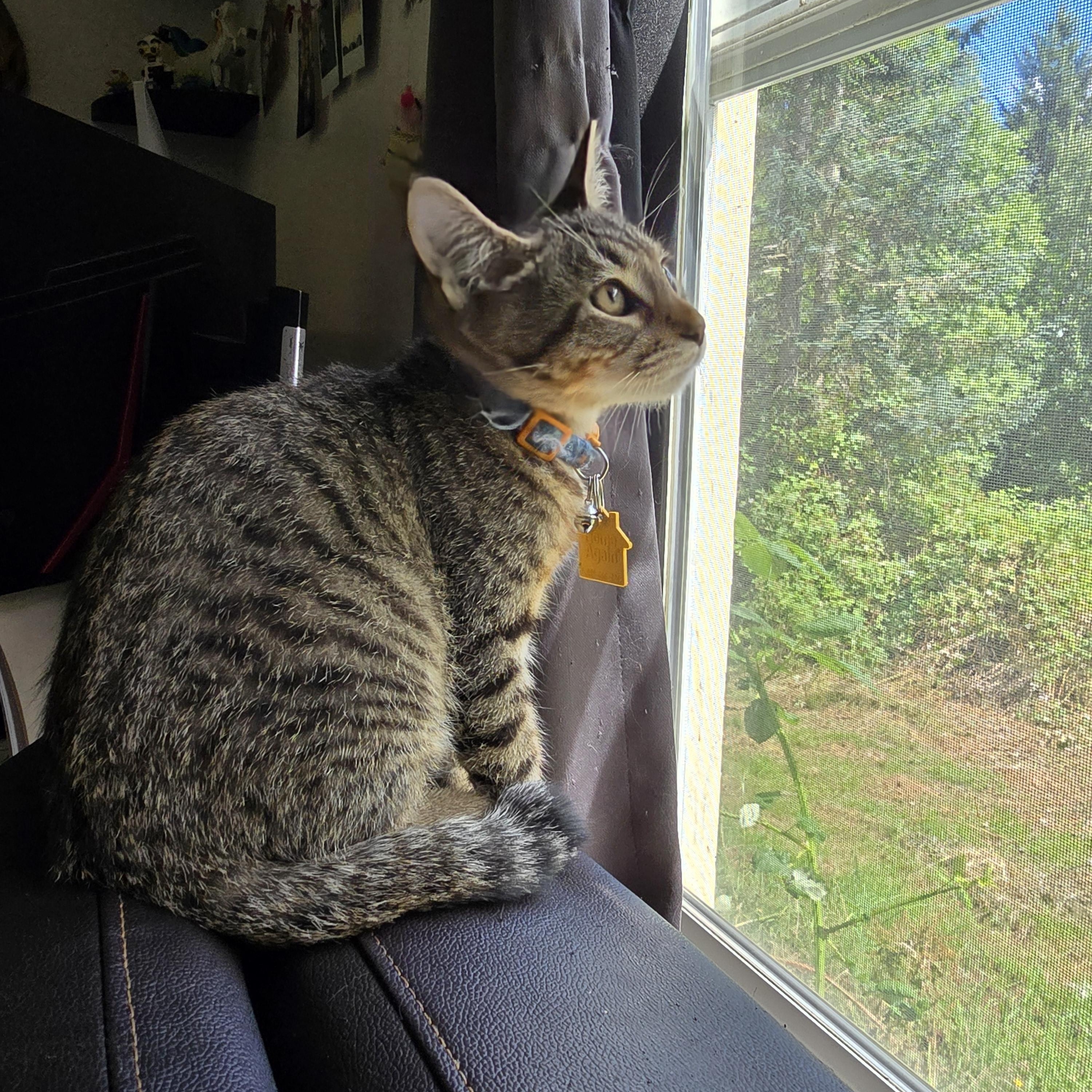 Enlarge Wacko, a ADOPTABLE Domestic Short Hair in Portland, OR image 2/5