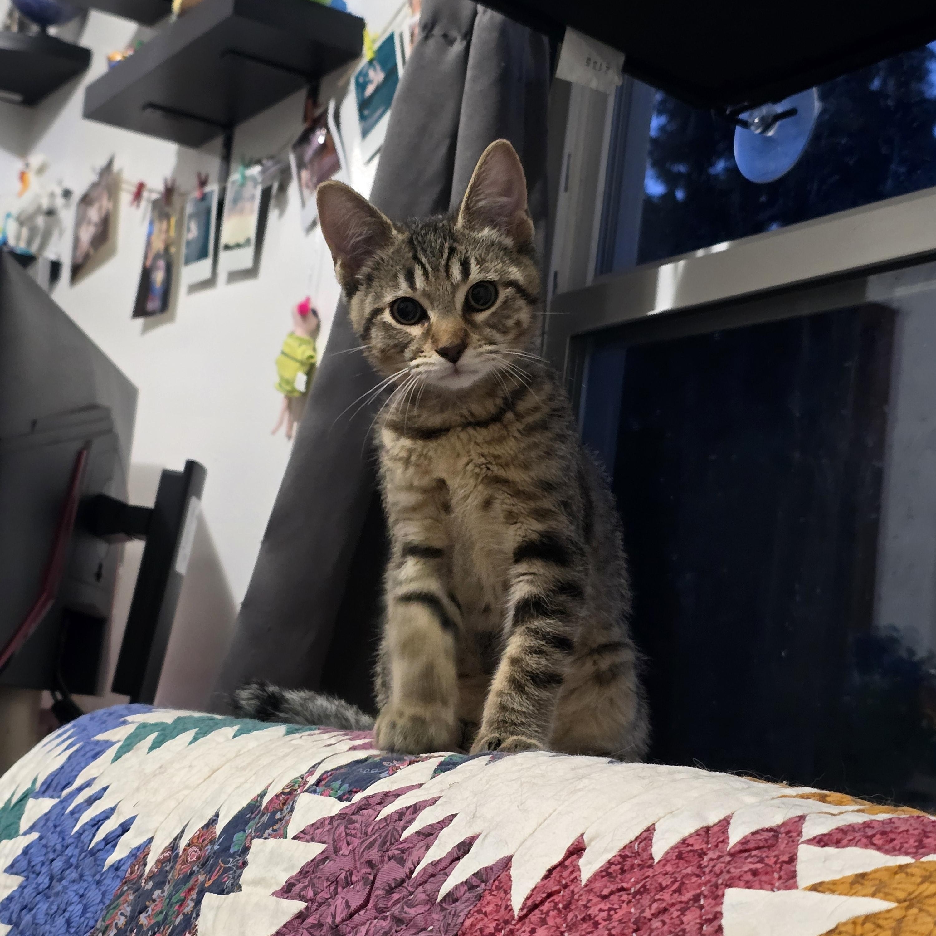 Enlarge Wacko, a ADOPTABLE Domestic Short Hair in Portland, OR image 3/5