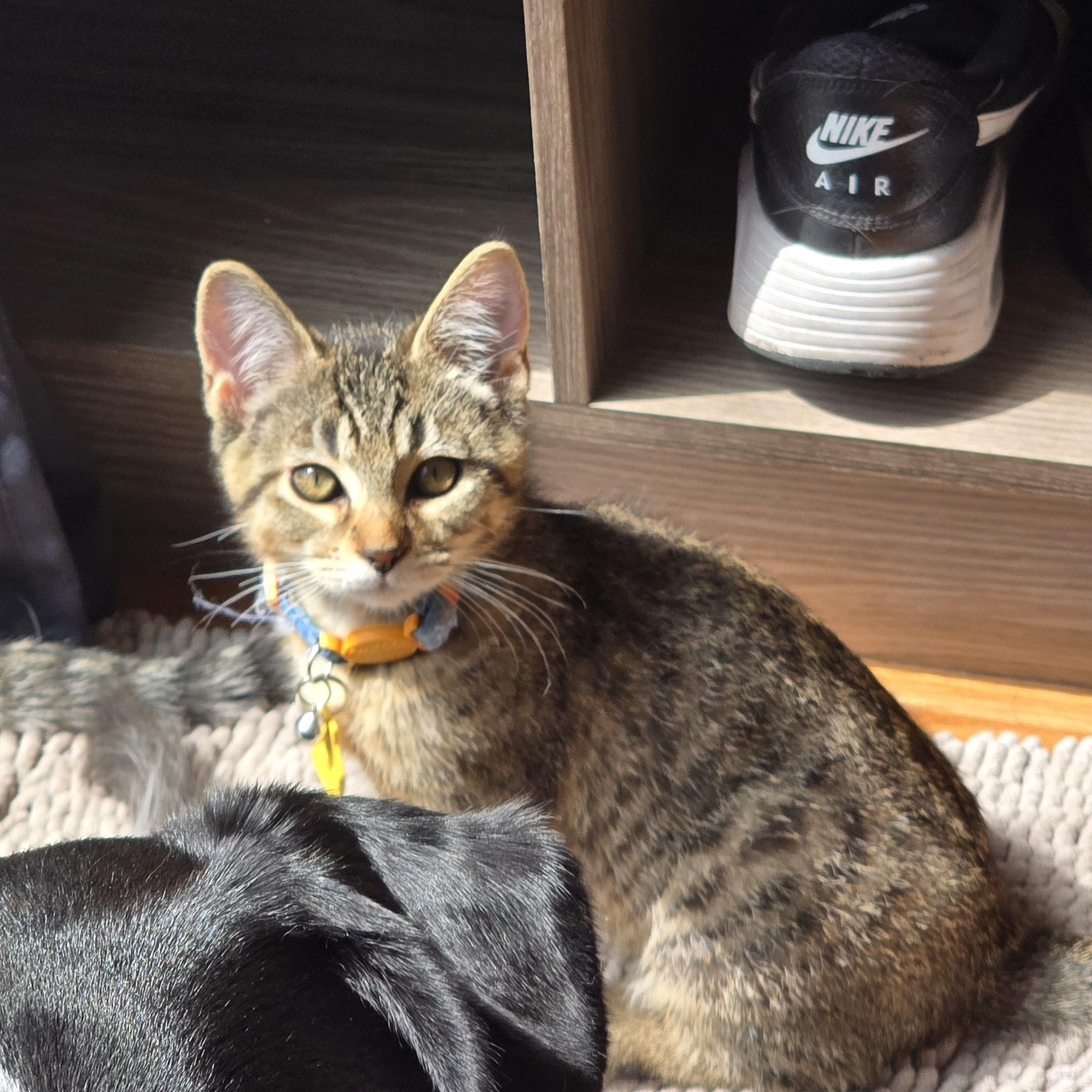 Enlarge Wacko, a ADOPTABLE Domestic Short Hair in Portland, OR image 4/5