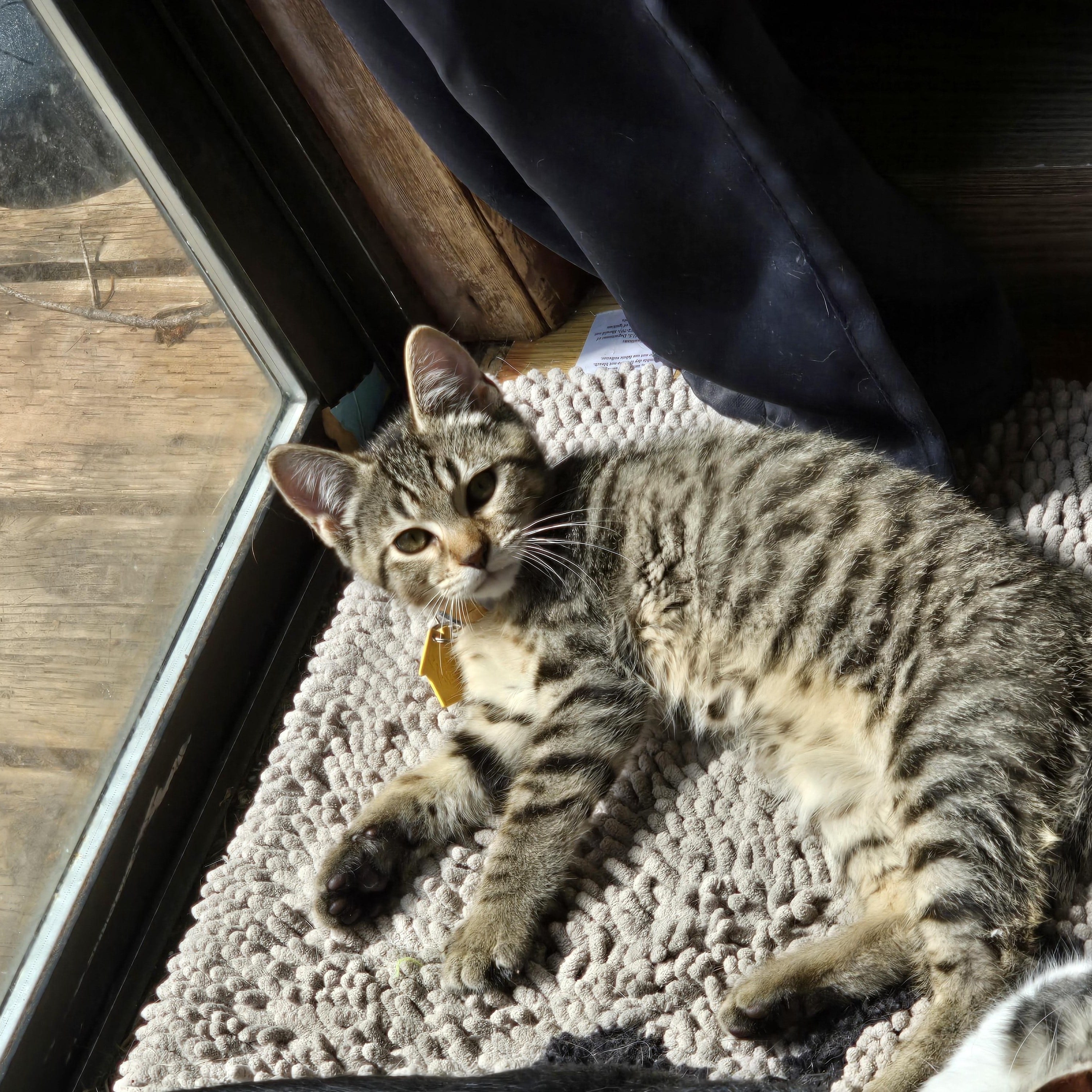 Enlarge Wacko, a ADOPTABLE Domestic Short Hair in Portland, OR image 5/5