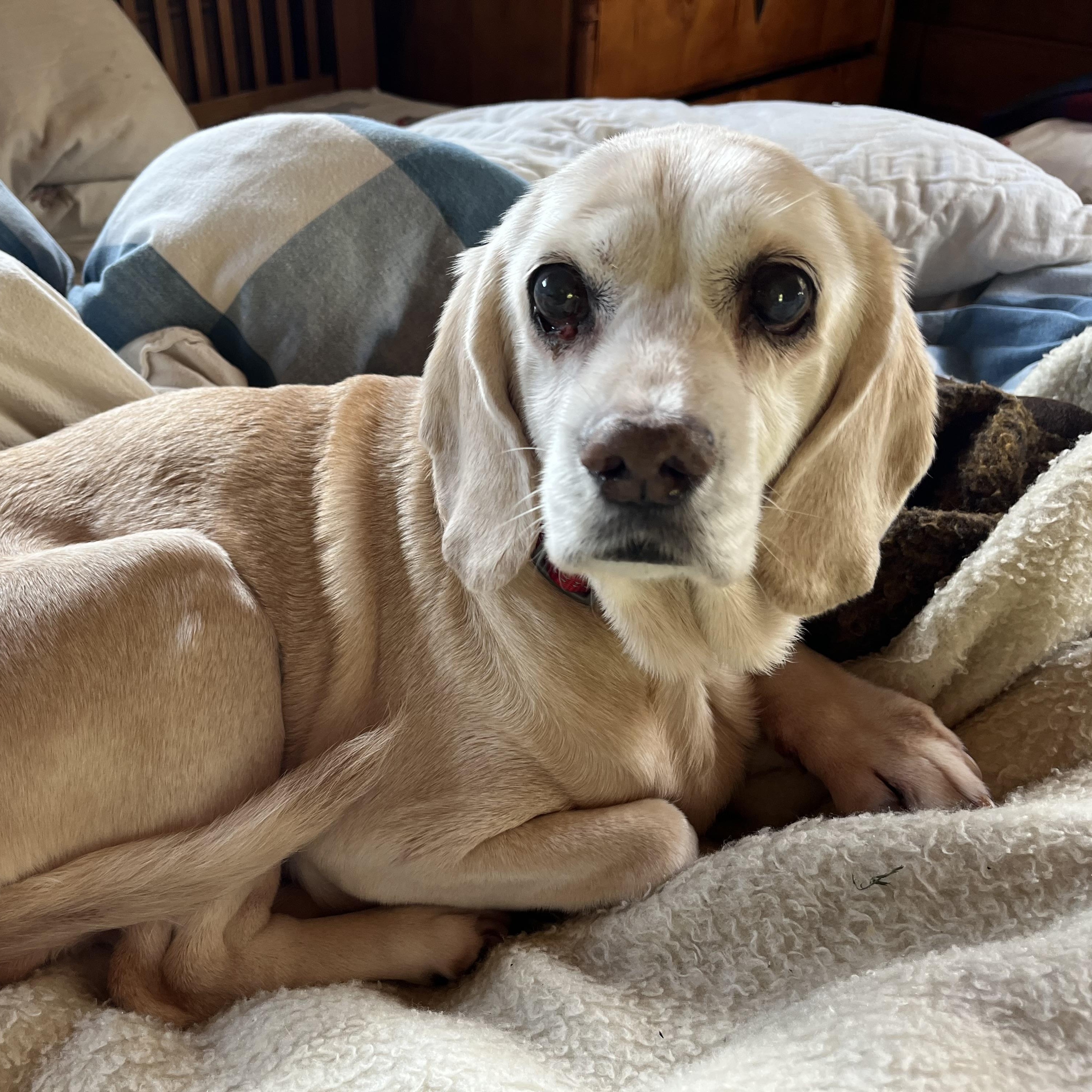 Tibby, a Adoptable mixed breed in Saint Helens, OR image 5/6