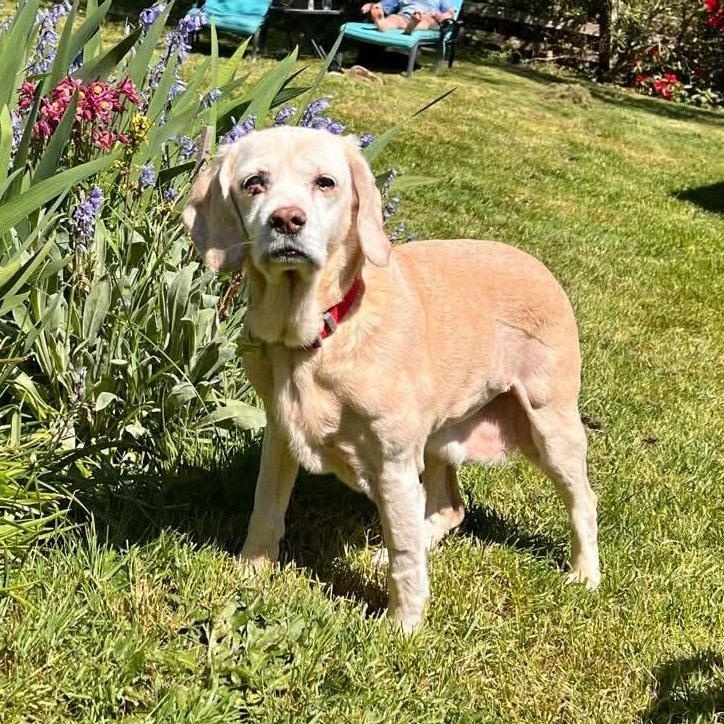 Tibby, Adoptable, Senior Female Beagle & Terrier.