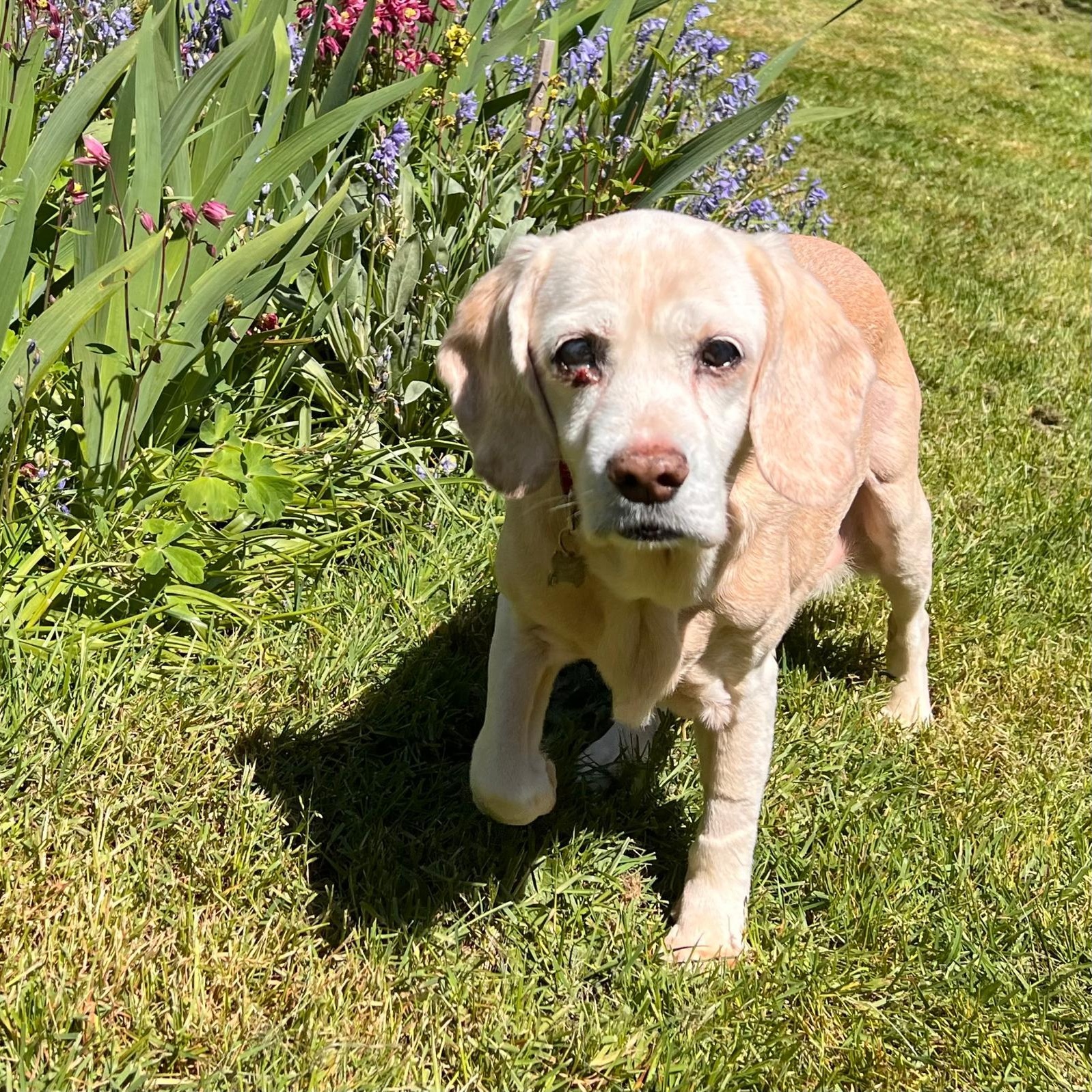 Tibby, a Adoptable mixed breed in Saint Helens, OR image 4/6