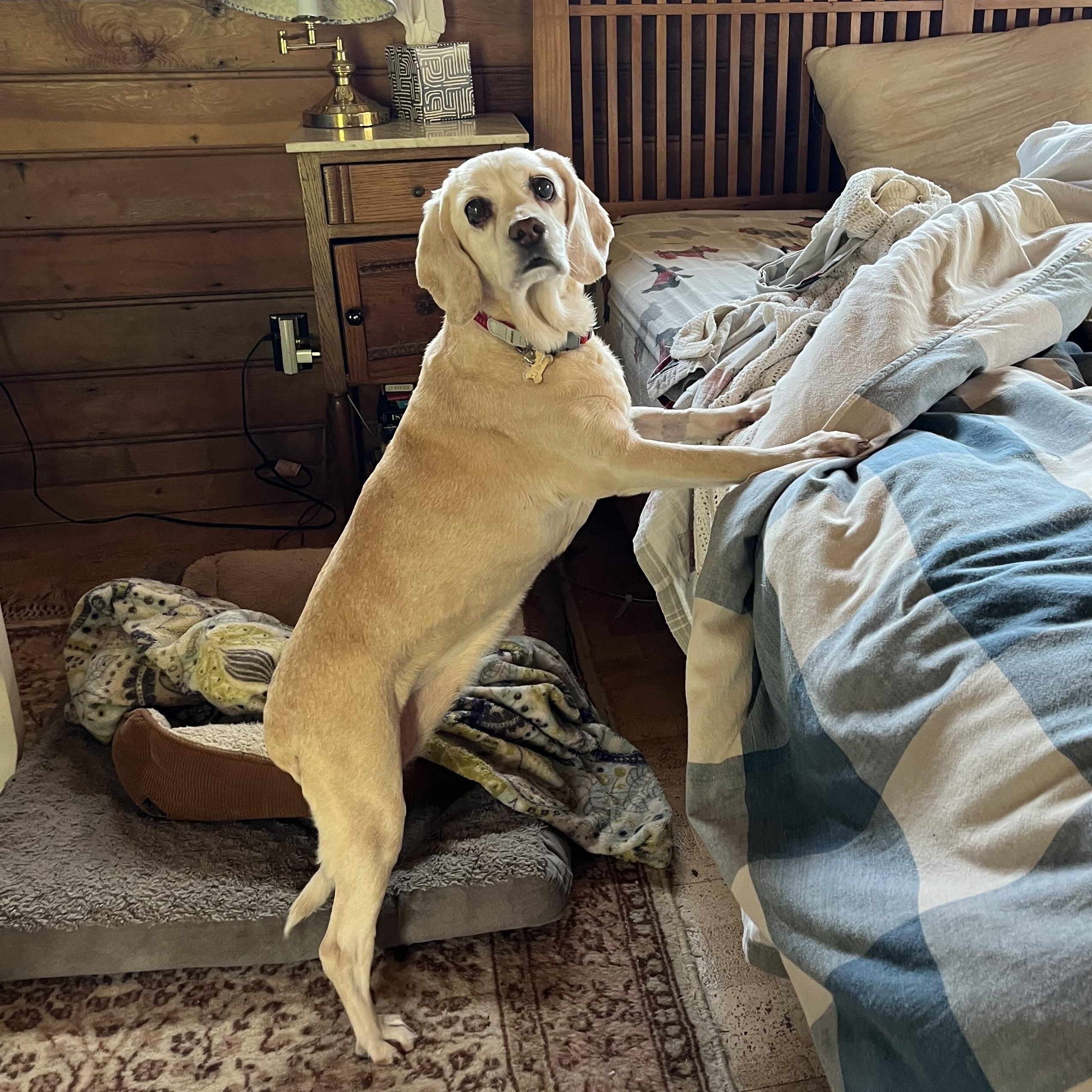 Tibby, a Adoptable mixed breed in Saint Helens, OR image 3/6