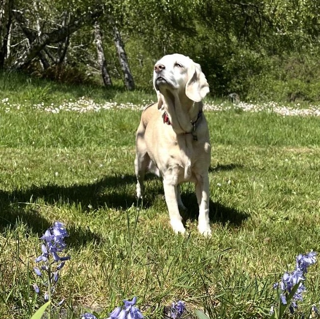 Tibby, a Adoptable mixed breed in Saint Helens, OR image 2/6
