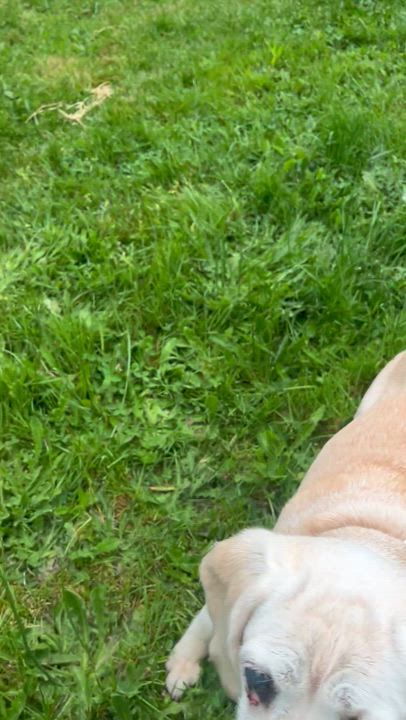 Enlarge Tibby, a Adoptable mixed breed in Saint Helens, OR video 6/6