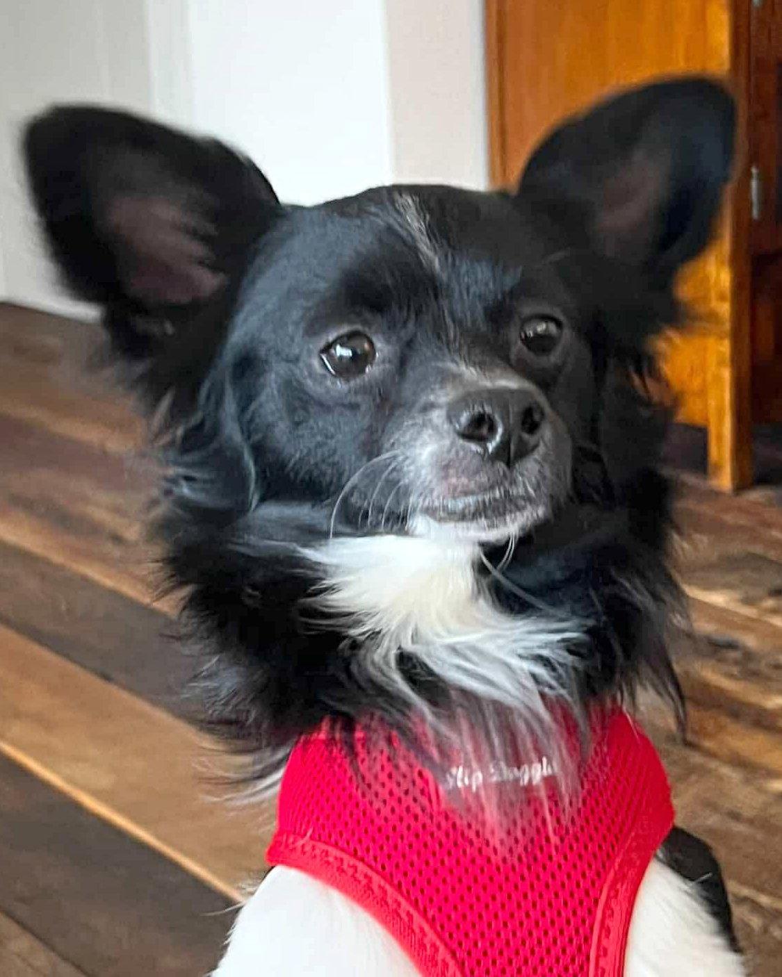 Enlarge Tobias, a Adopted mixed breed in Corona, CA image 1/3