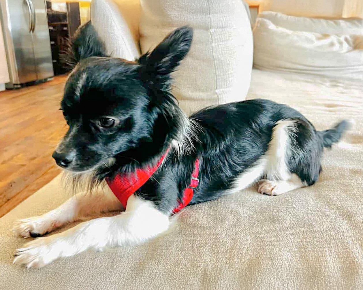 Enlarge Tobias, a Adopted mixed breed in Corona, CA image 2/3