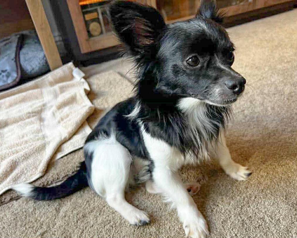 Enlarge Tobias, a Adopted mixed breed in Corona, CA image 3/3