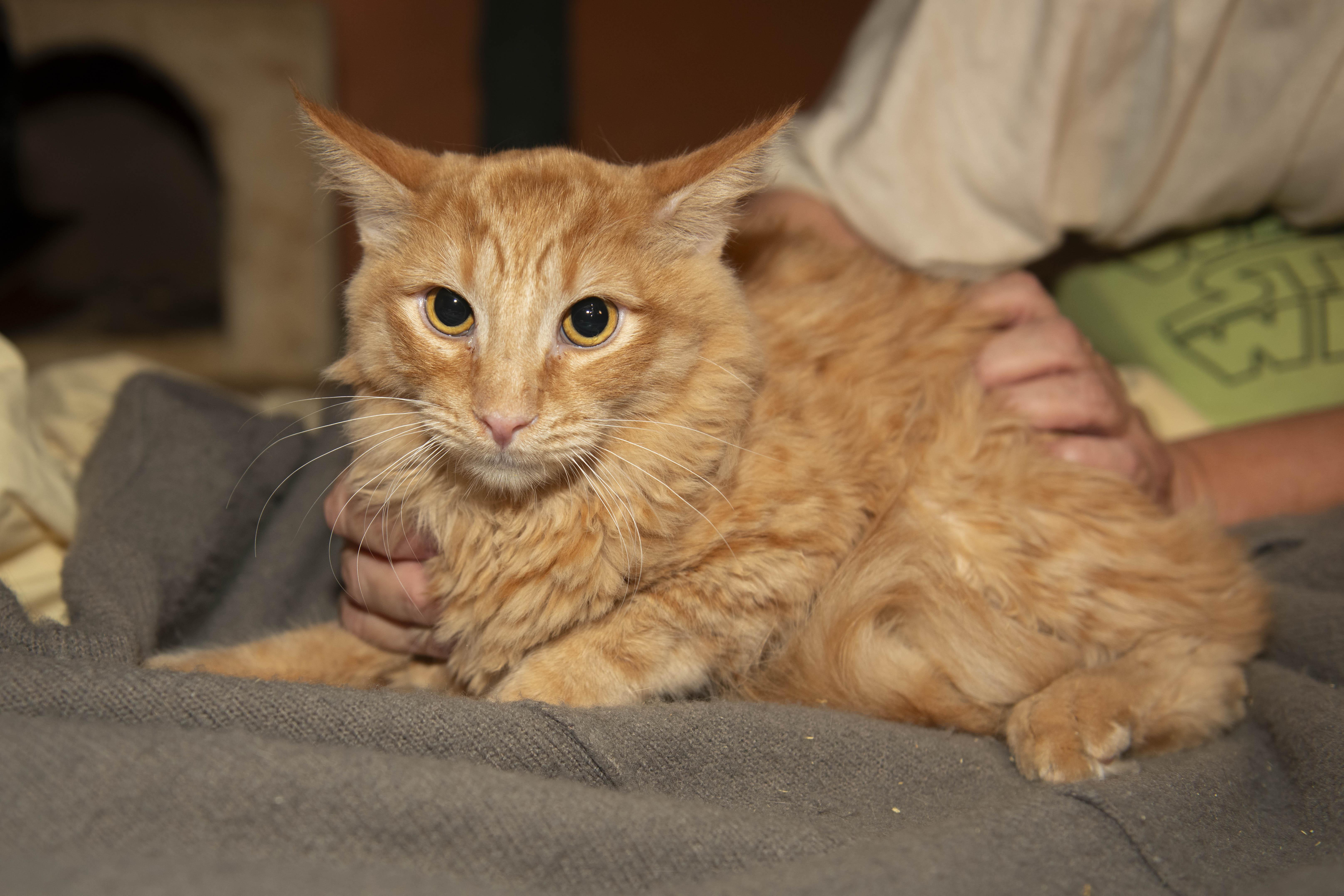 Gremlin, Adoptable, Young Male Domestic Medium Hair.