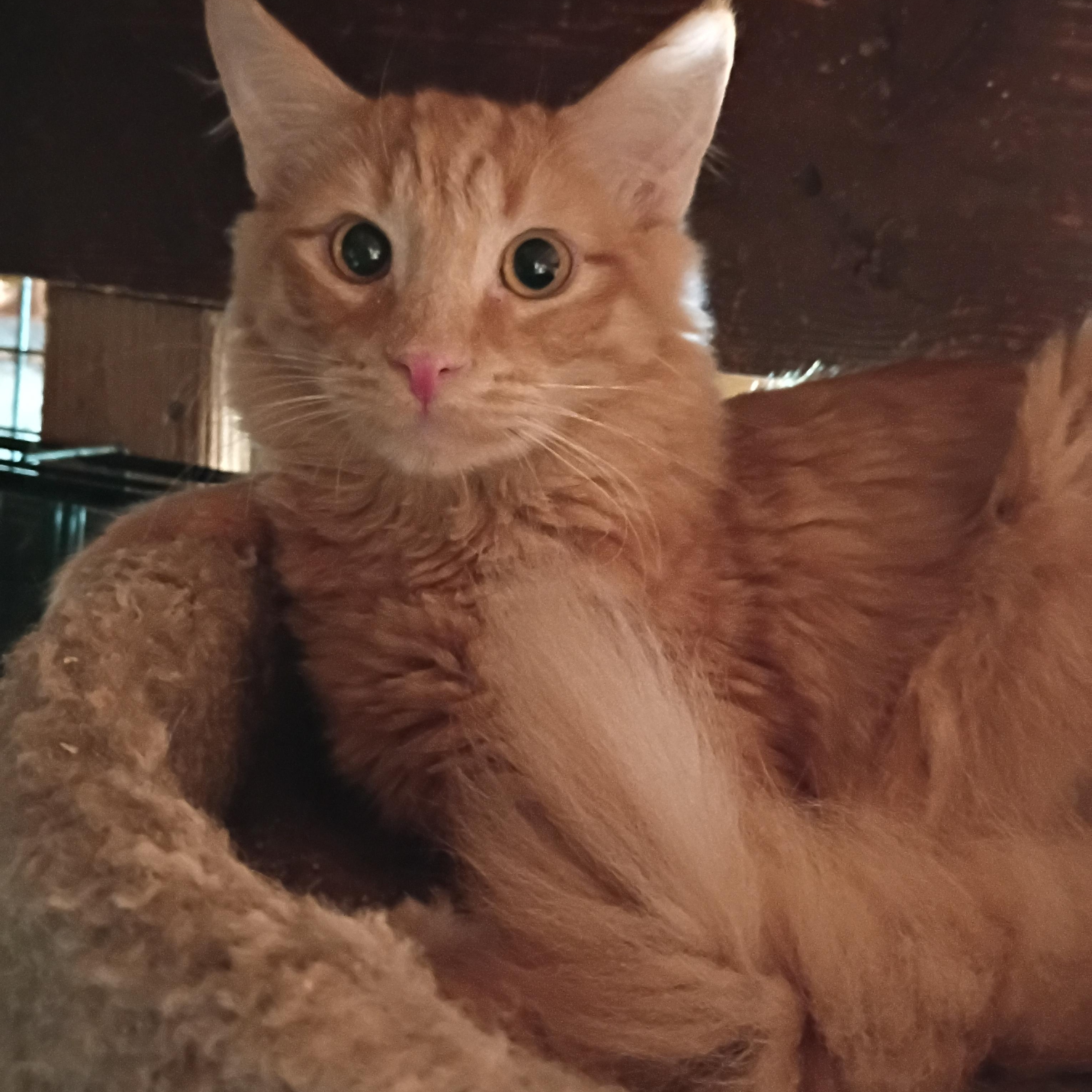 Enlarge Gremlin, a Adoptable Domestic Medium Hair in Panorama City, CA image 1/3