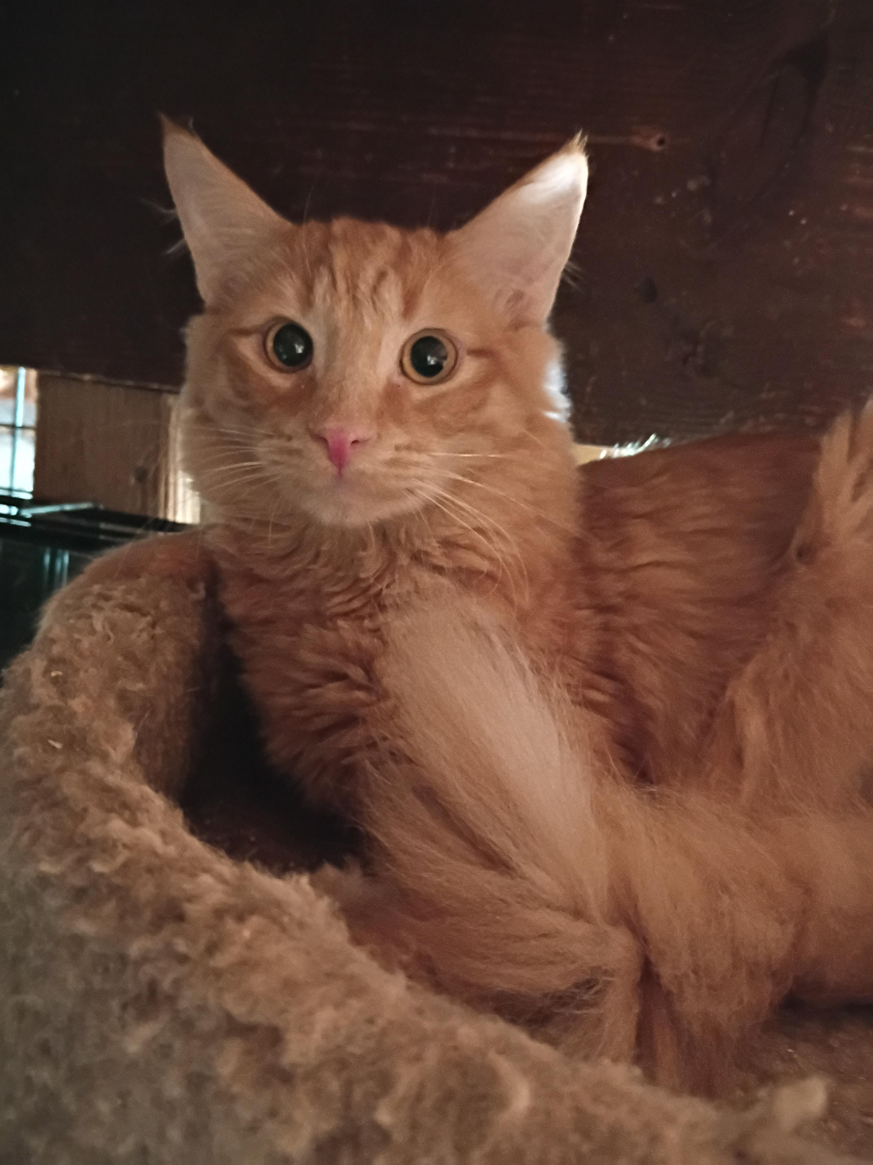 Enlarge Gremlin, a Adoptable Domestic Medium Hair in Panorama City, CA image 2/2