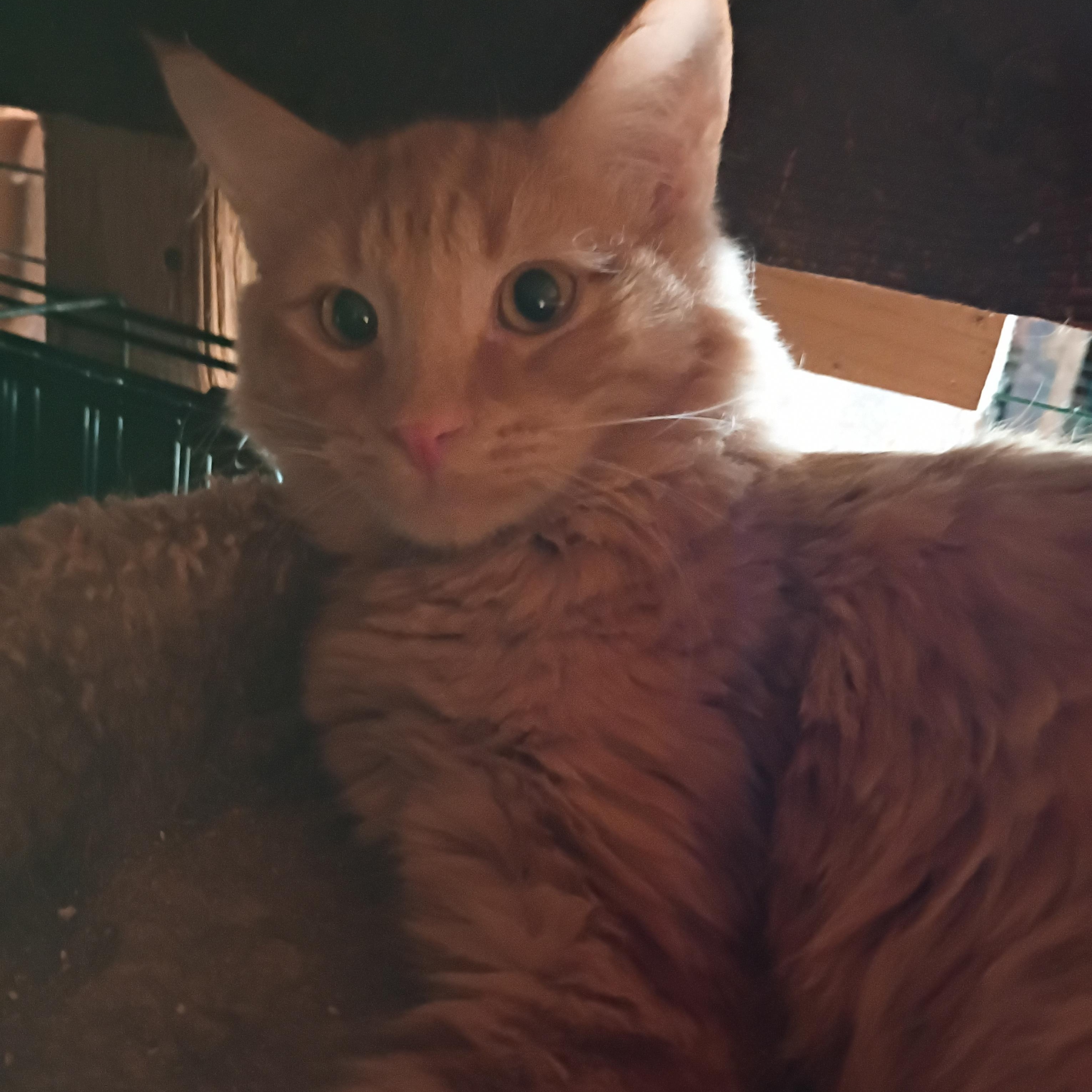 Enlarge Gremlin, a Adoptable Domestic Medium Hair in Panorama City, CA image 3/3