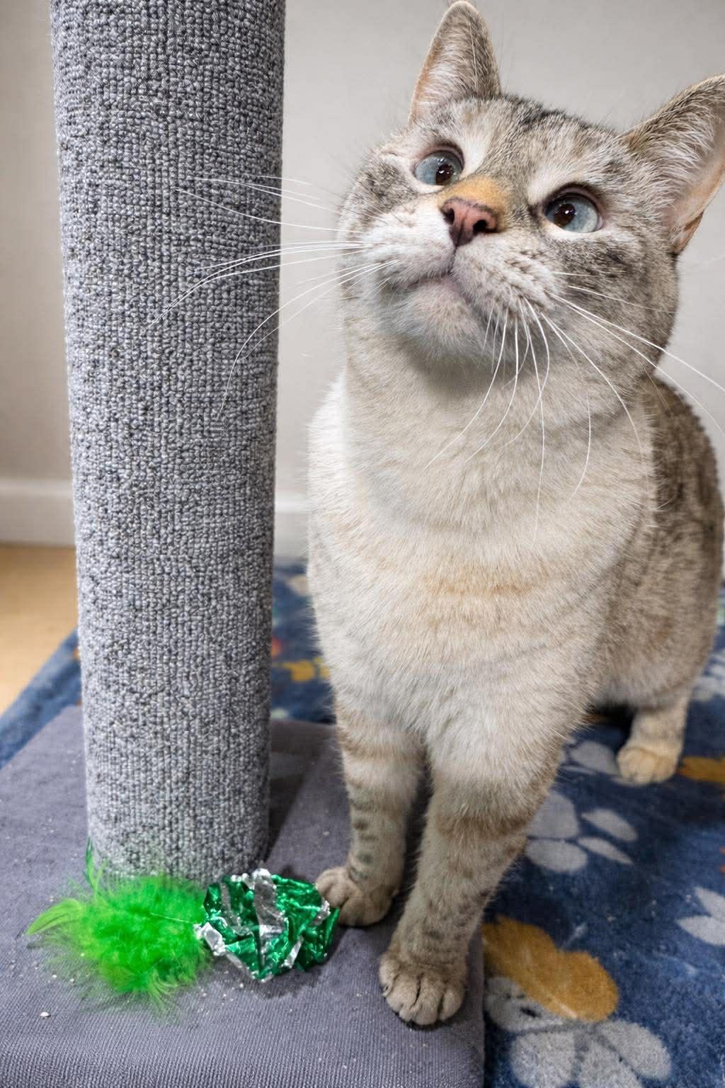 Enlarge Phoebe, an adopted mixed breed in Sioux Falls, SD image 2/2