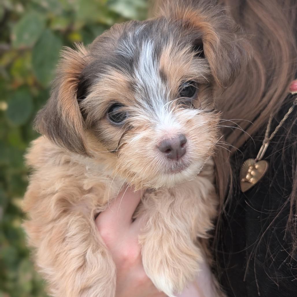 Enlarge Evelyn C-34360, a Adoptable mixed breed in Oklahoma City, OK image 3/6