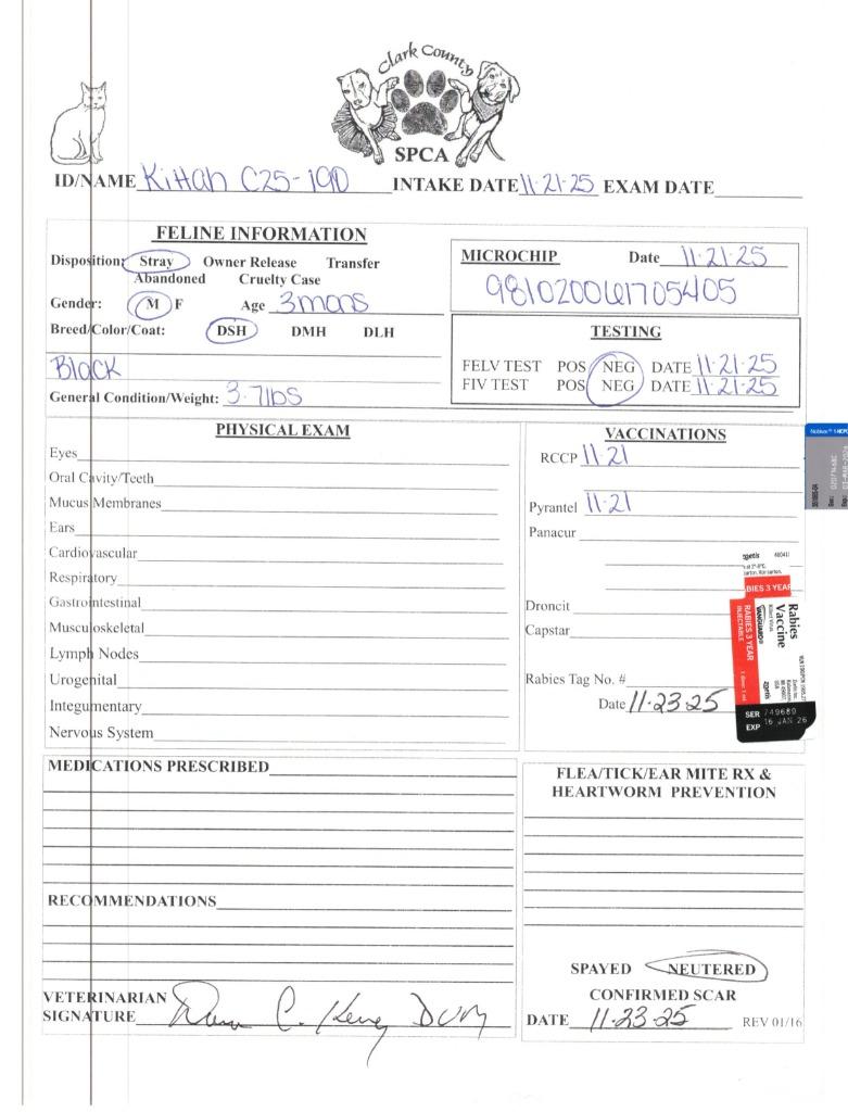 Enlarge Kittah, a Adoptable mixed breed in Springfield, OH image 1/3