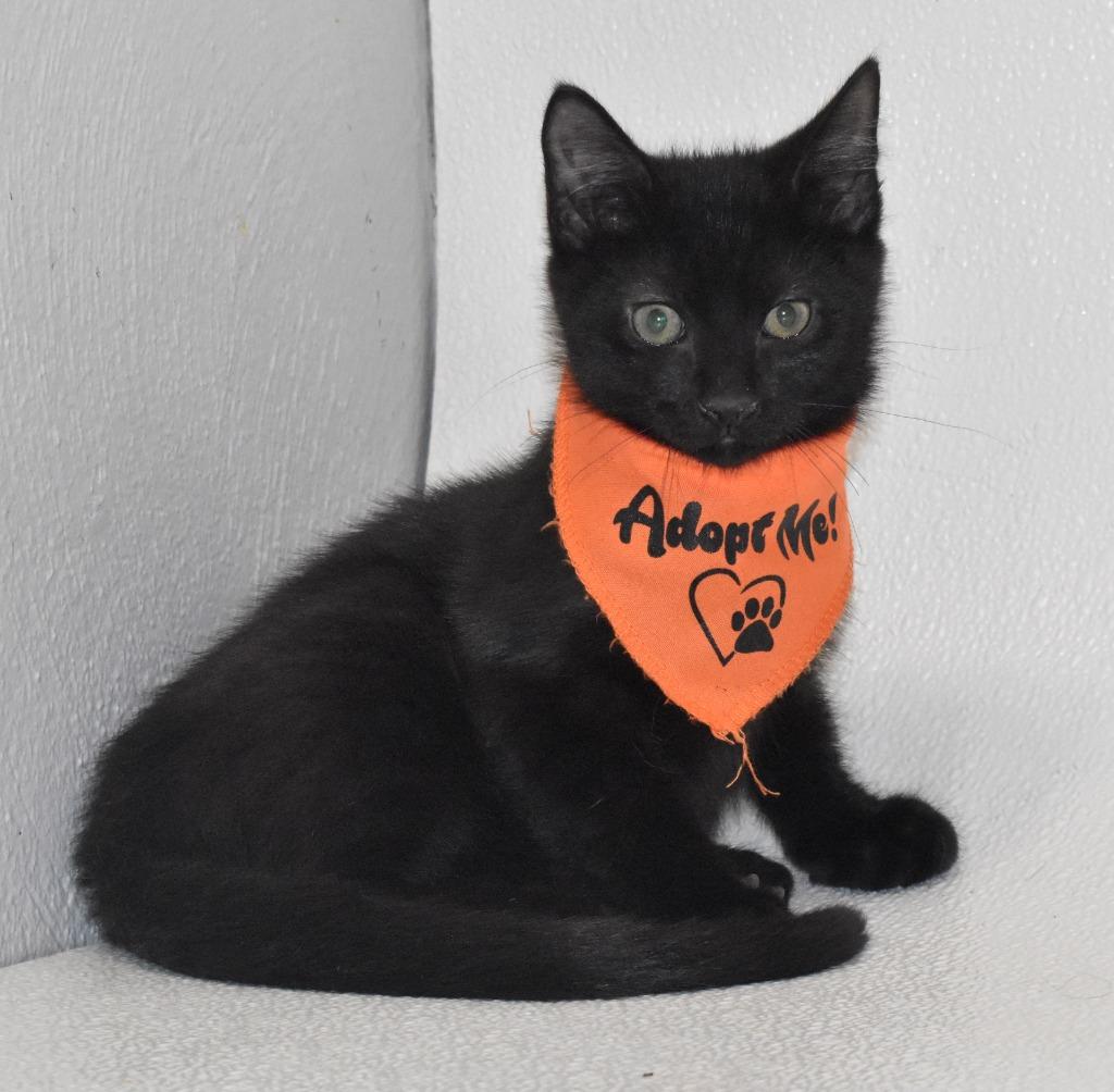 Enlarge Kittah, a Adoptable mixed breed in Springfield, OH image 2/3