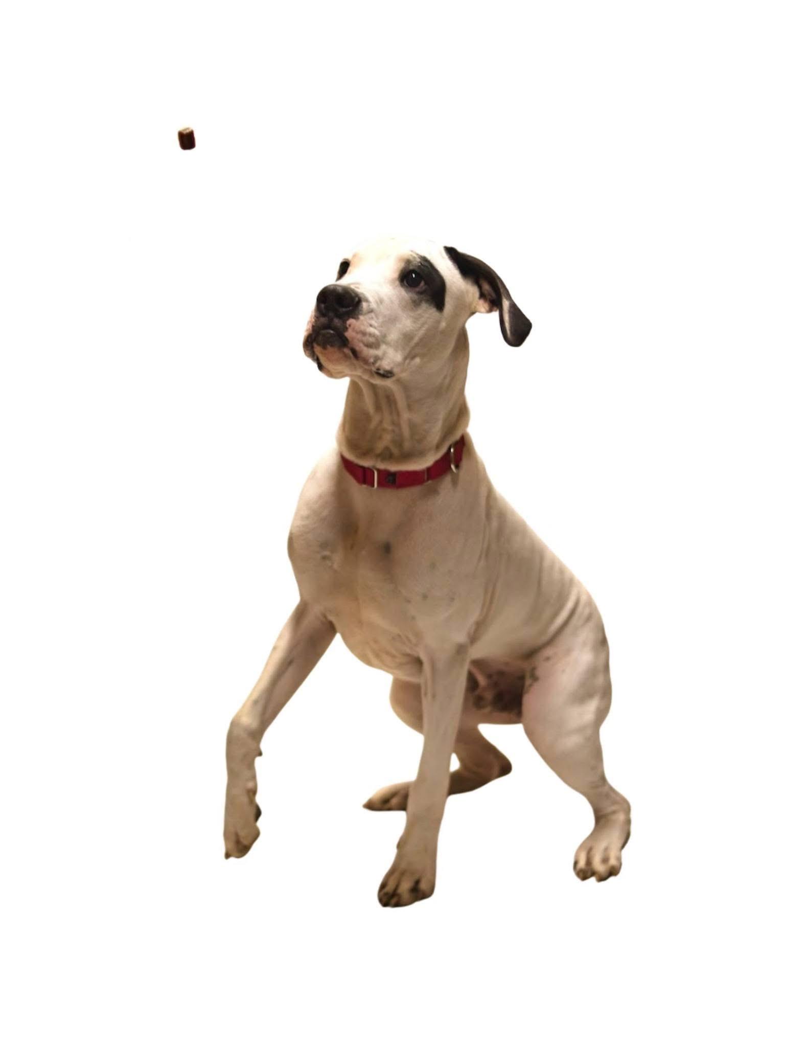 Petey