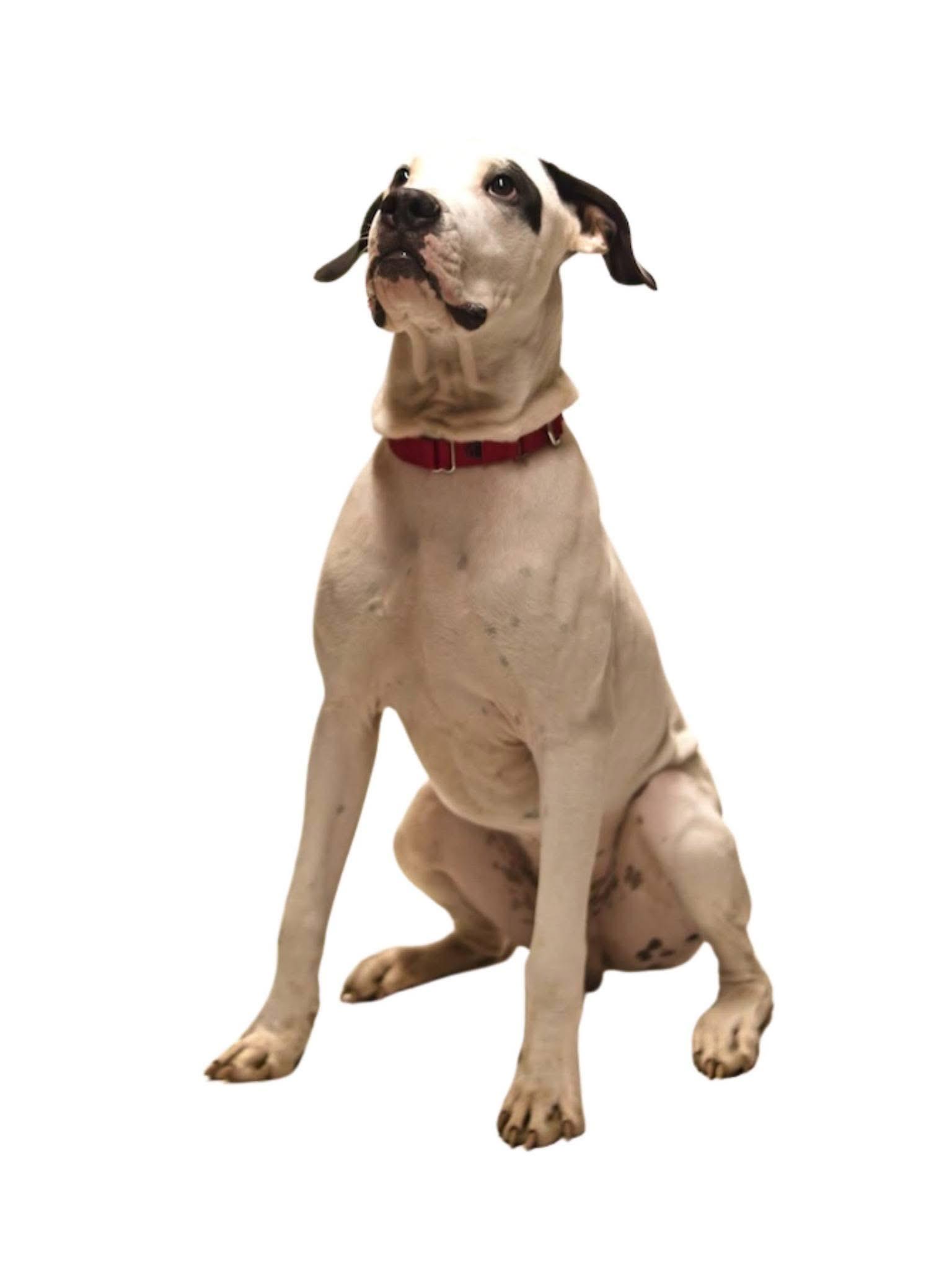 Petey