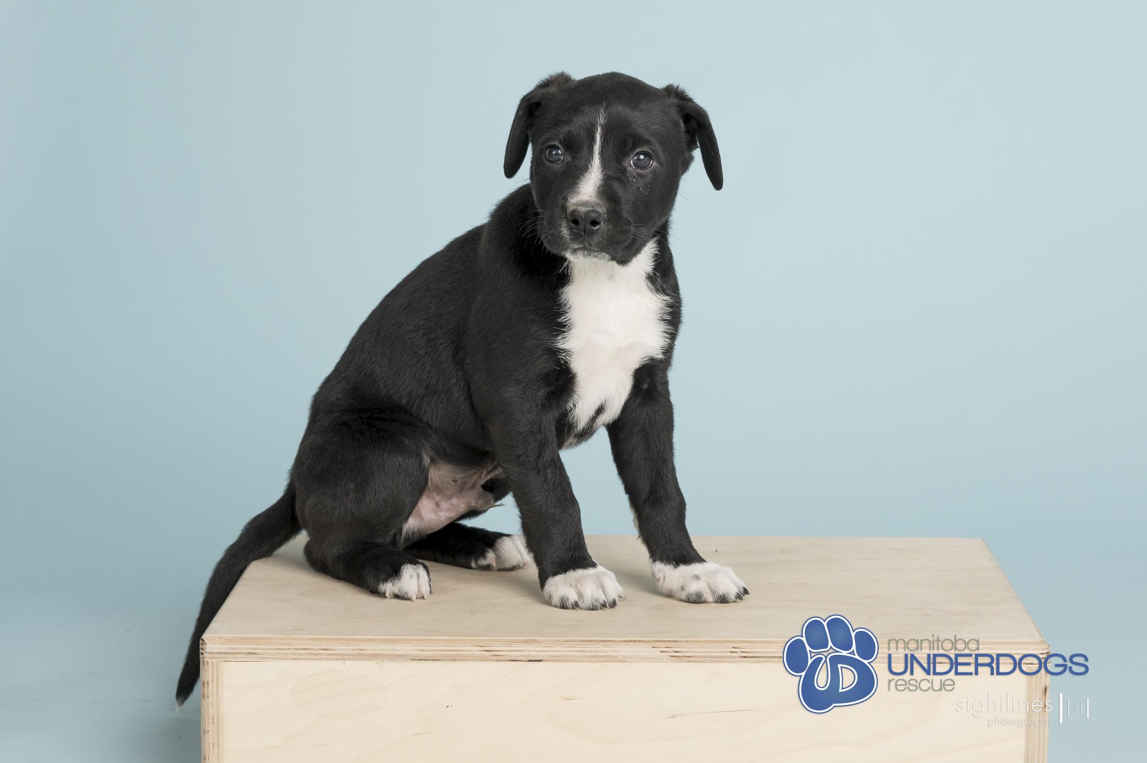 Hub, a Adoptable mixed breed in Winnipeg, MB image 1/4