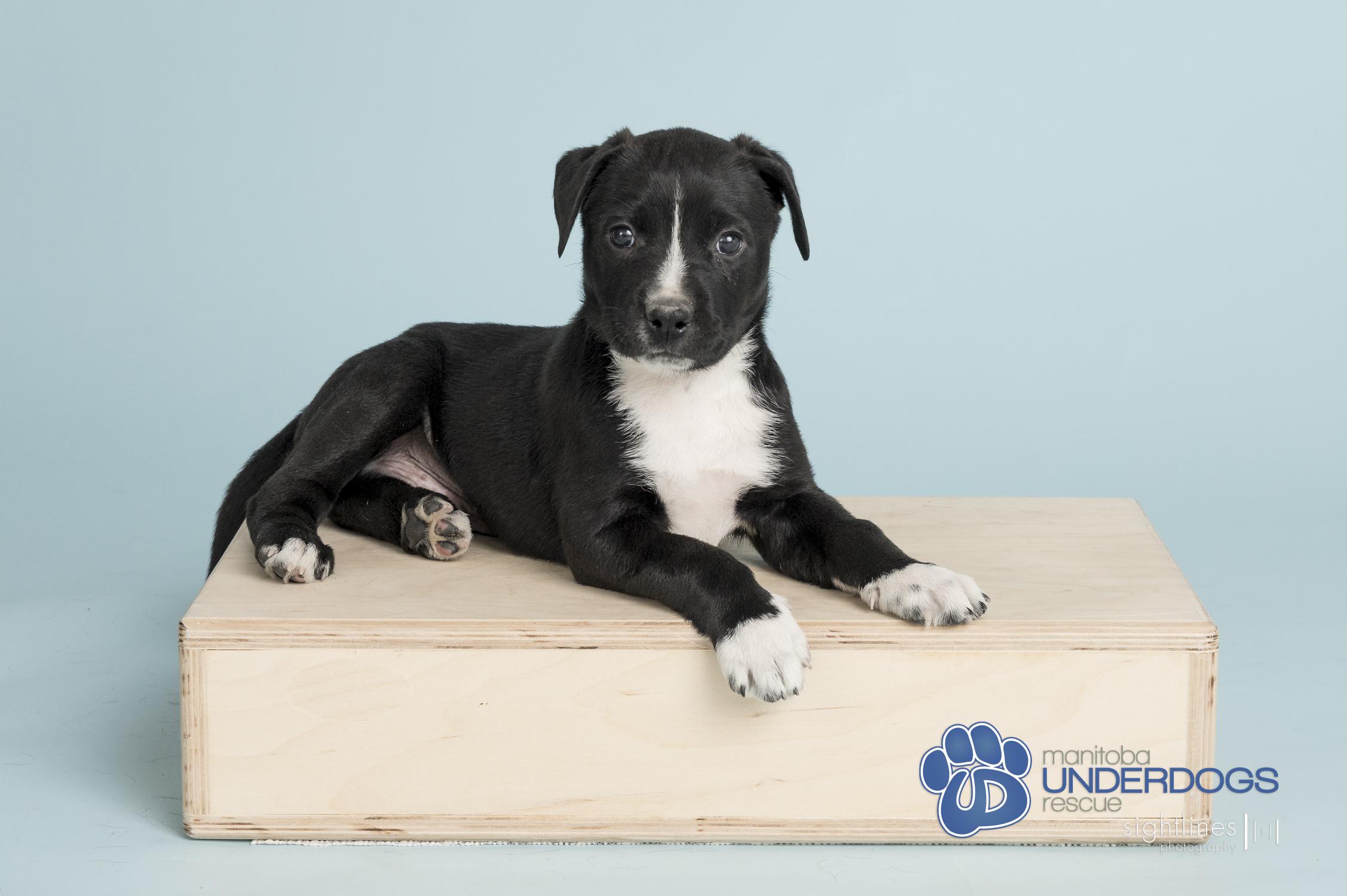 Hub, a Adoptable mixed breed in Winnipeg, MB image 2/4