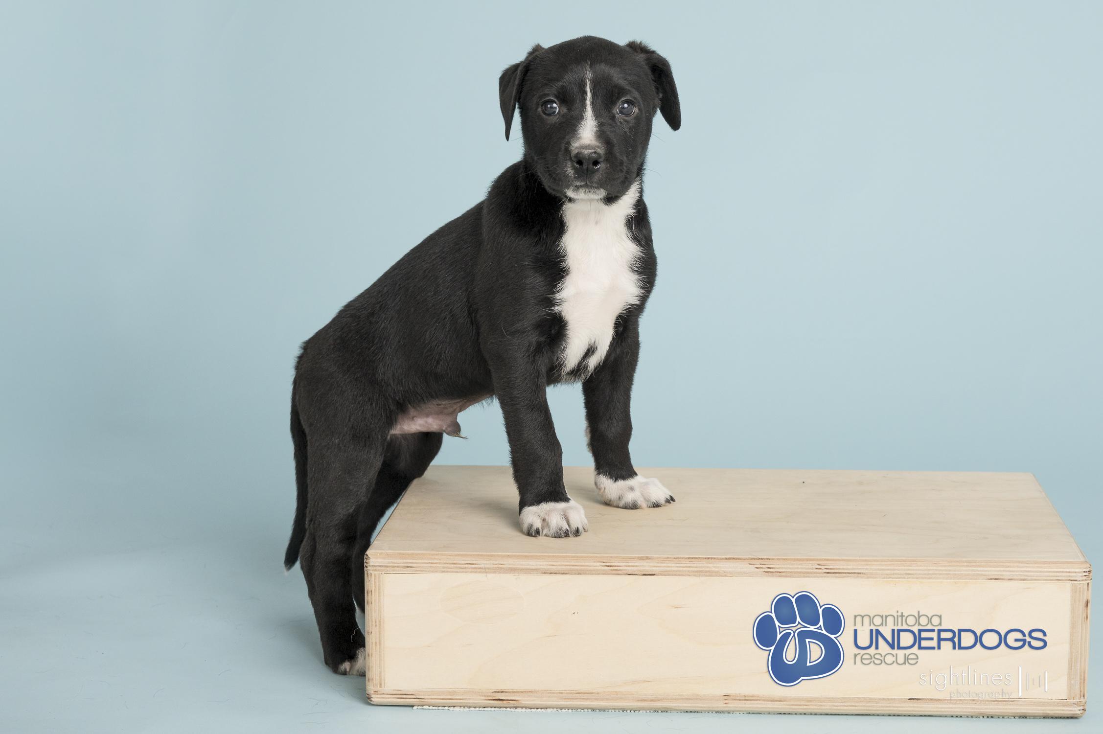 Hub, a Adoptable mixed breed in Winnipeg, MB image 3/4