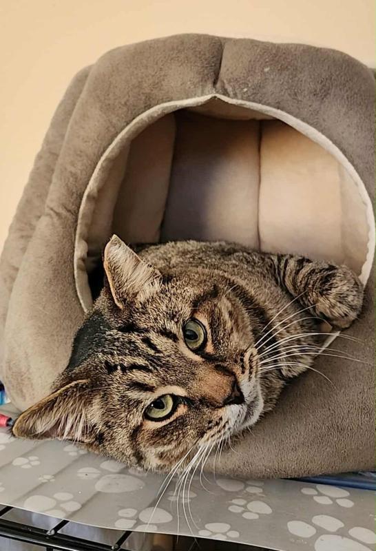 Enlarge Tigger, a Adoptable mixed breed in Sunnyvale, CA image 2/3