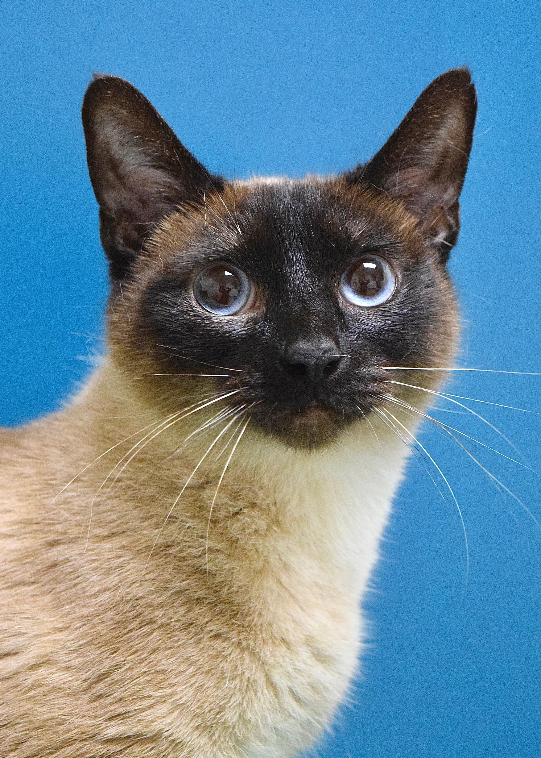 Dusk, ADOPTABLE, Young Female Domestic Short Hair.