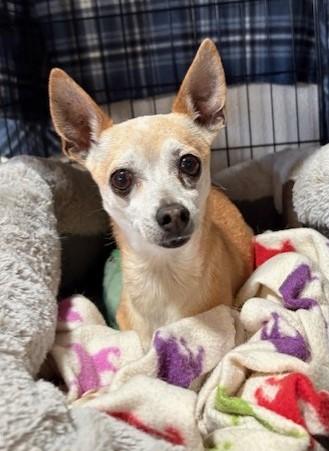 Dulce, ADOPTABLE, Adult Female Chihuahua.