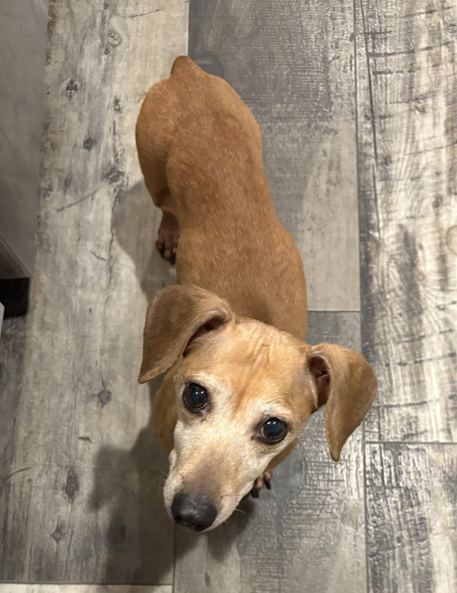 Sugar, Adoptable, Adult Female Dachshund.