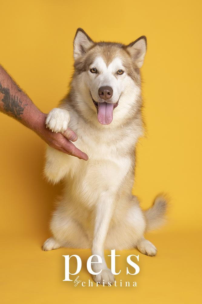 Sheba, a Adoptable Husky in Warrenton, MO image 1/6