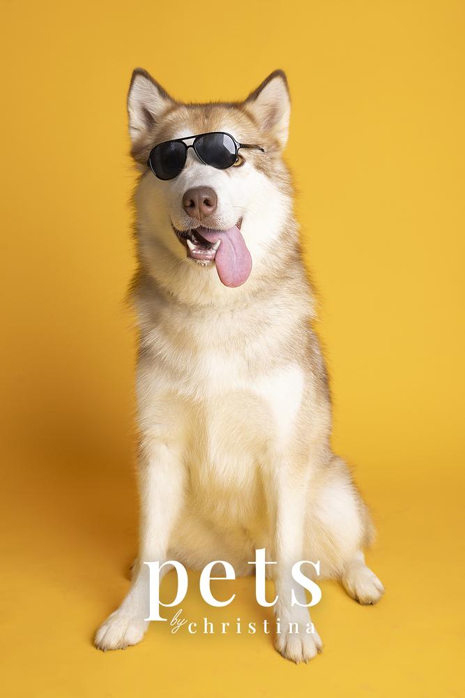 Sheba, a Adoptable Husky in Warrenton, MO image 2/6