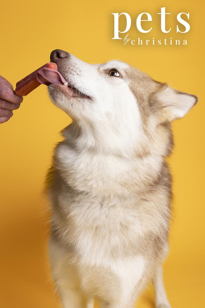 Sheba, a Adoptable Husky in Warrenton, MO image 3/6
