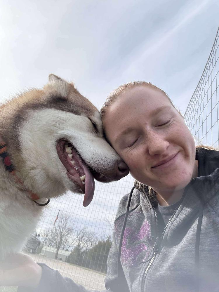 Sheba, a Adoptable Husky in Warrenton, MO image 4/6