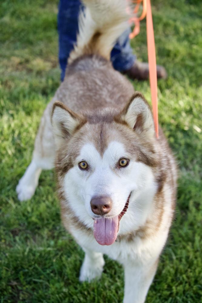 Sheba, a Adoptable Husky in Warrenton, MO image 5/6