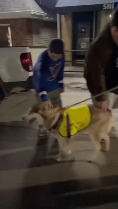 Enlarge Sheba, a Adoptable Husky in Warrenton, MO video 6/6