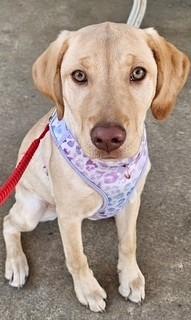 Lulu, Adoptable, Puppy Female Labrador Retriever.