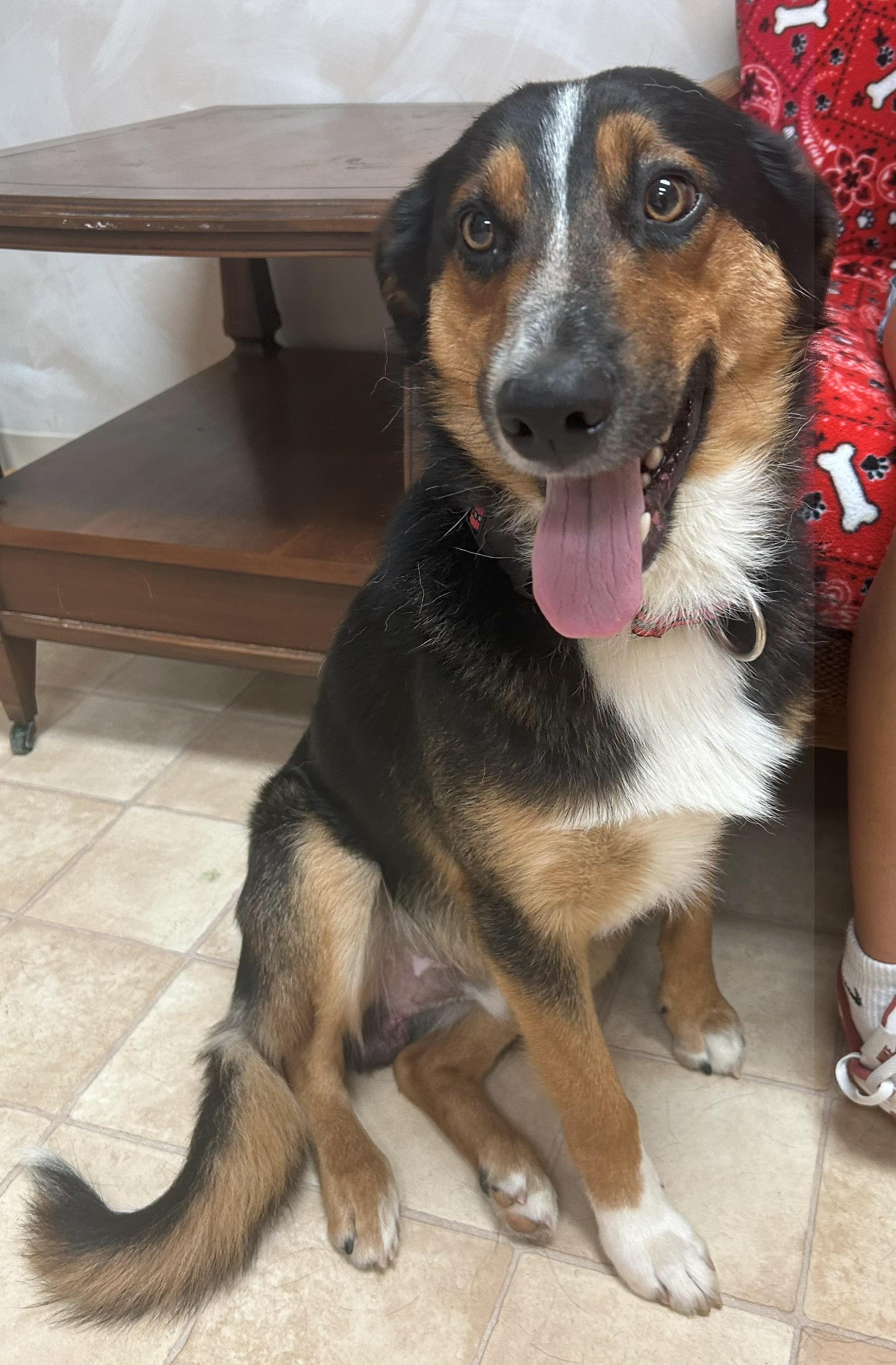 Hershey, Adoptable, Adult Male Mixed Breed.